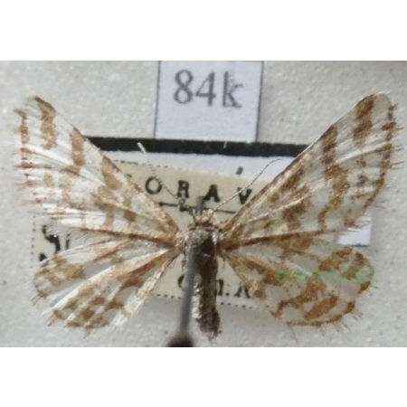 Narraga fasciolaria (Hufnagel, 1767) Witalnik byliczak Czech84k